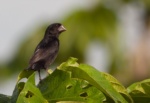 Black-billed Seed Finch